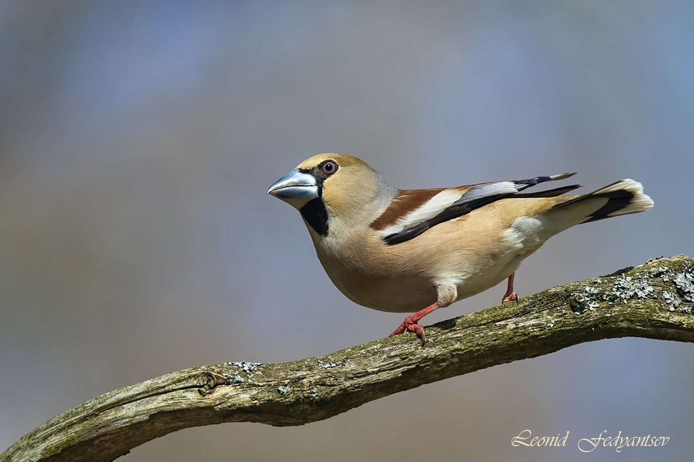 Променад Дубоноса