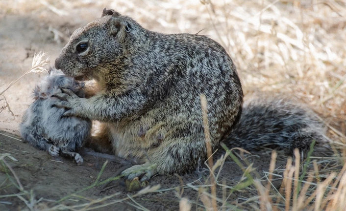 Фото: Journal of Ethology, Jennifer E. Smith, Joey E. Ingbretson, Mackenzie M. Miner et al.