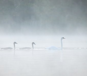 В утреннем тумане