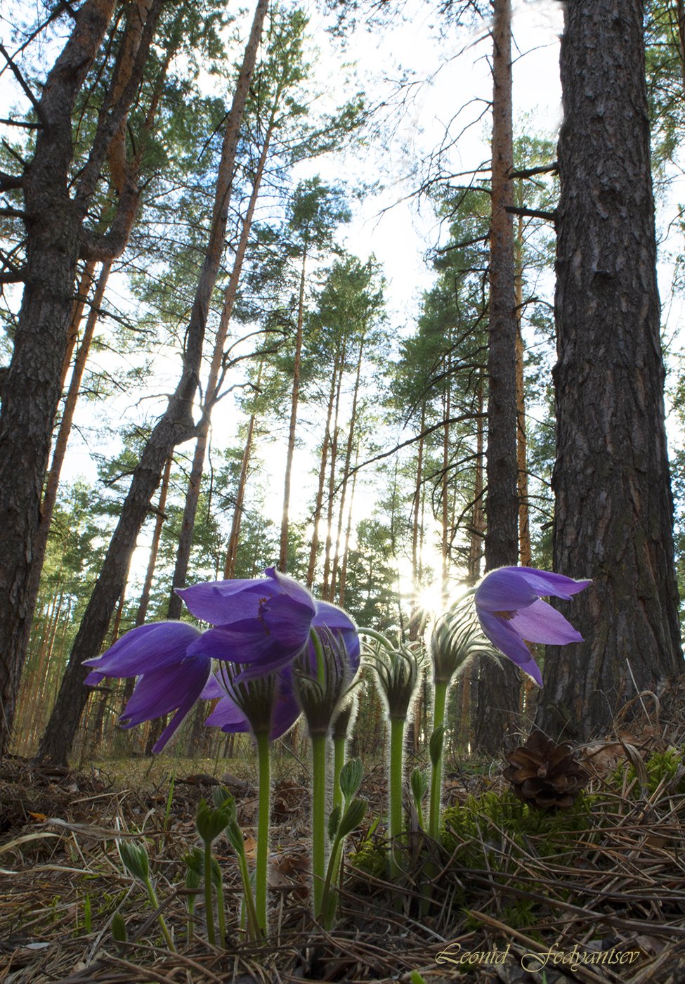 Прострел раскрытый, аверс 2