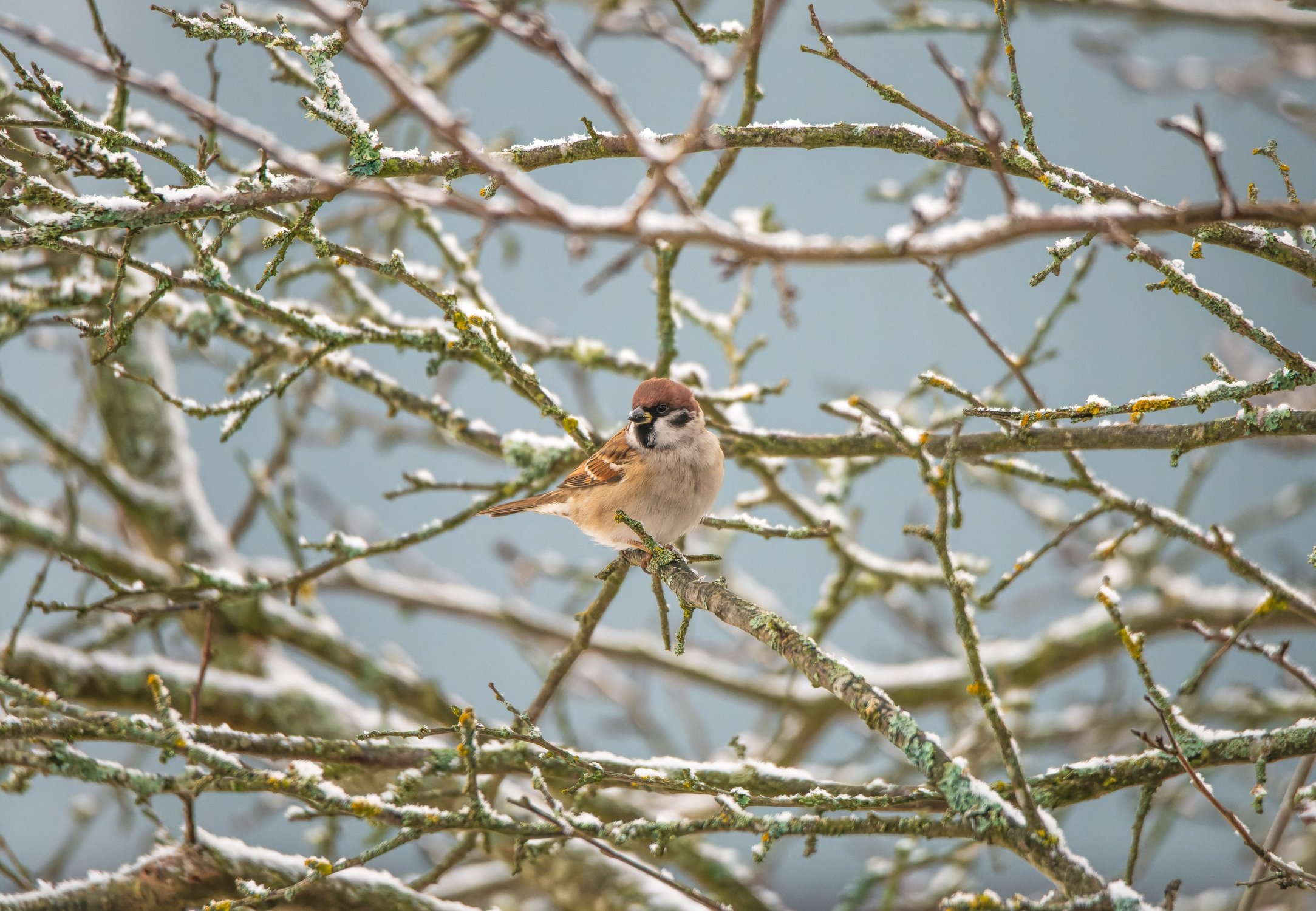 Полево́й воробей на жёлтой сливе