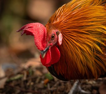 Банкивский петух