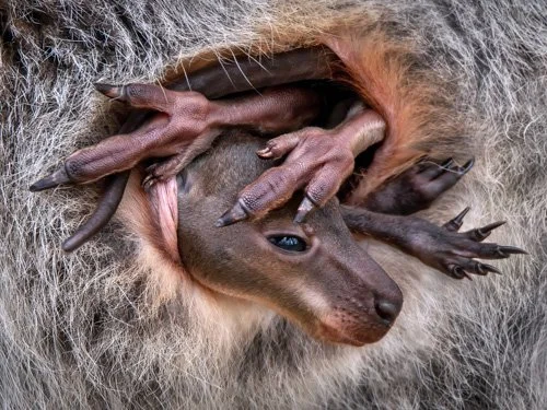 Фото: Pedro Jarque