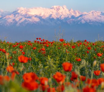 Казахстан, окрестности Алматы, май 2024