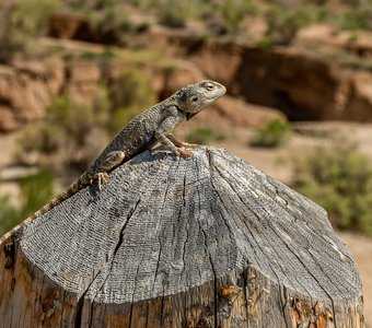 Казахстан, Алтын-Эмель, май 2024