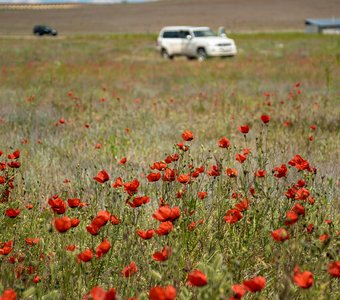 Казахстан, окрестности Алматы, май 2024