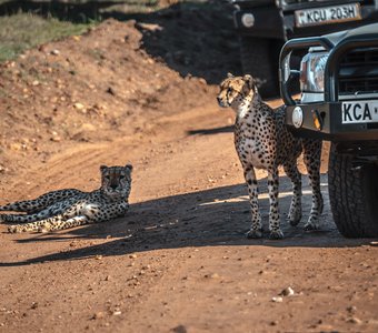 Кения, Масаи Мара, октябрь 2023