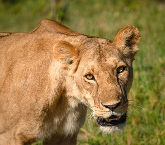 Кения, Масаи Мара, октябрь 2023