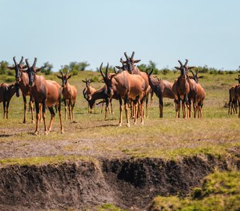 Кения, Масаи Мара, октябрь 2023