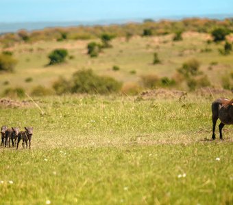 Кения, Масаи Мара, октябрь 2023