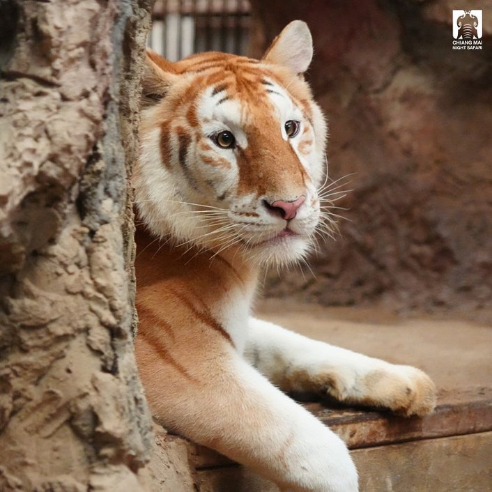 Фото: Chiang Mai Night Safari