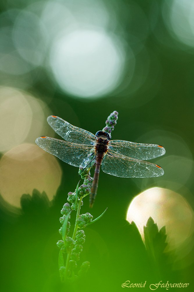 Рассвет на лугу