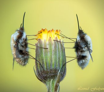 Хранители Кубка Огня