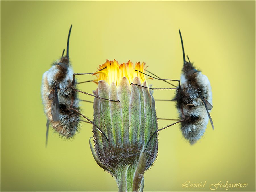 Хранители Кубка Огня