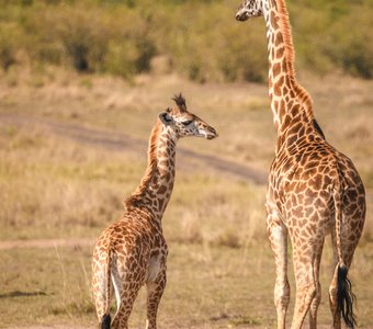 Кения, Масаи Мара, октябрь 2023