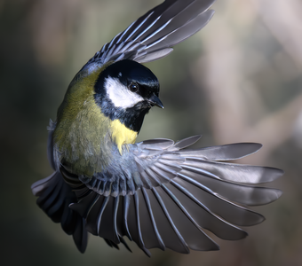 Большая синица (Parus major)