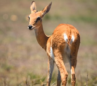 Кения, Масаи Мара, октябрь 2023