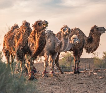 Узбекистан, Айдаркуль, май 2023