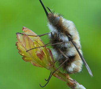 Лёгкая кавалерия