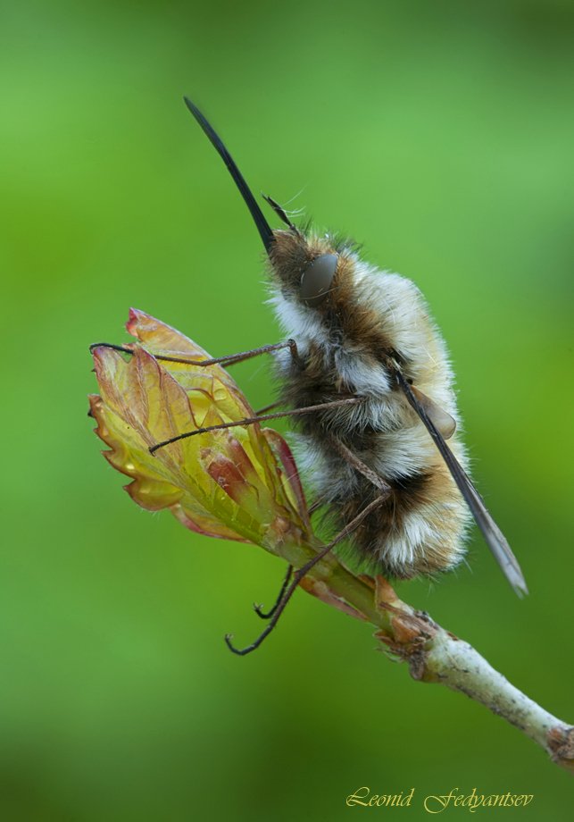 Лёгкая кавалерия