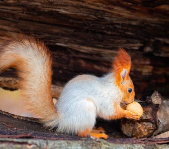 Ароматный орешек