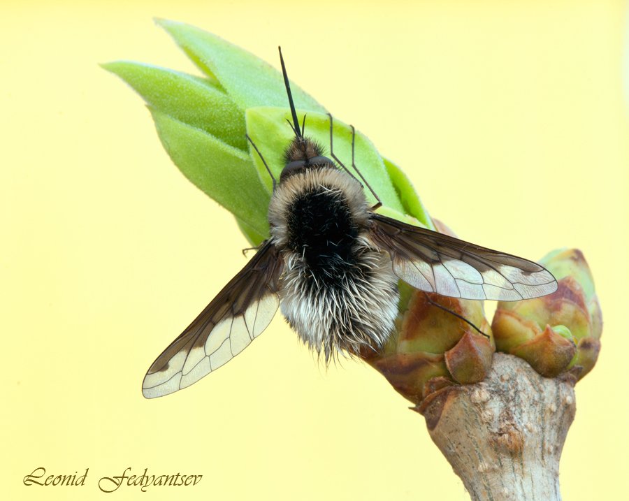 Жужжало большое