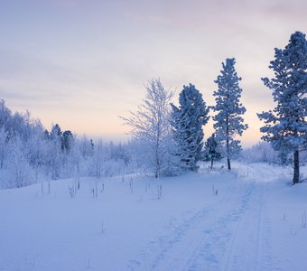 Дорога в зимний лес