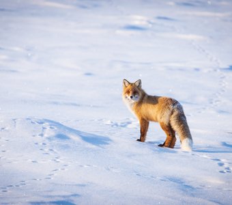 Он оглянулся посмотреть, не оглянулась ли я