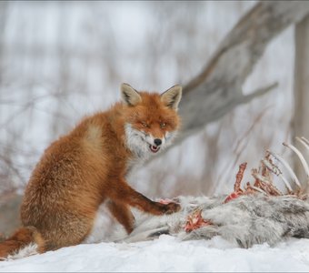 На зубок