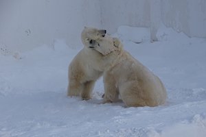 В якутском зоопарке у белых медведей родилась двойня: видео