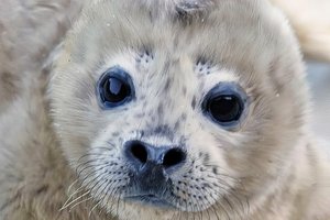 В старейшем морском заповеднике России начался сезон рождения пёстрых нерп