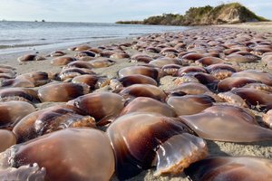 Нашествие медуз на пляжах Пхукета напугало туристов