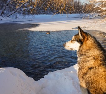 Снежный февраль