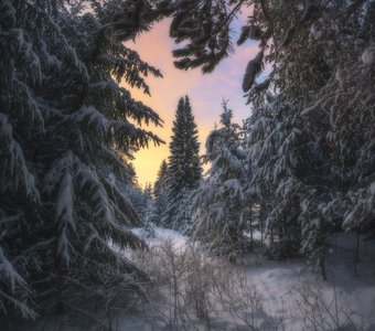 В окружении зимнего леса