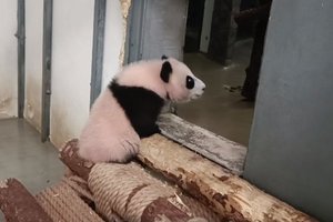 Маленькая панда в Московском зоопарке попробовала зайти в большой вольер