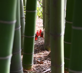 Противостояние