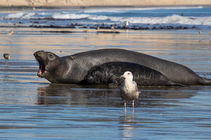 Невероятный случай: самец морского слона спас тонущего детеныша