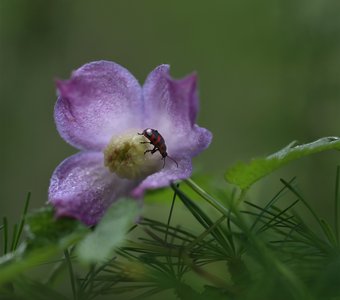 Княжеский домик