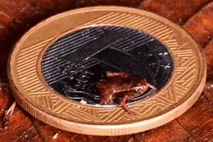 Исследователи были поражены: в Бразилии обнаружена самая маленькая в мире лягушка