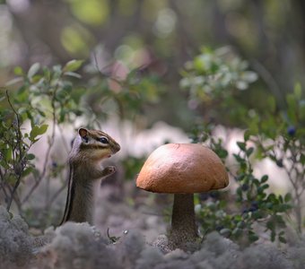 Так вот ты какое...счастье грибное!🍄