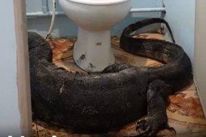 В Таиланде огромный варан вломился в дом и спрятался в туалете