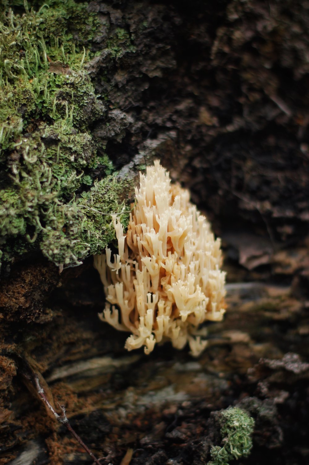 Клавикорона крыночковидная