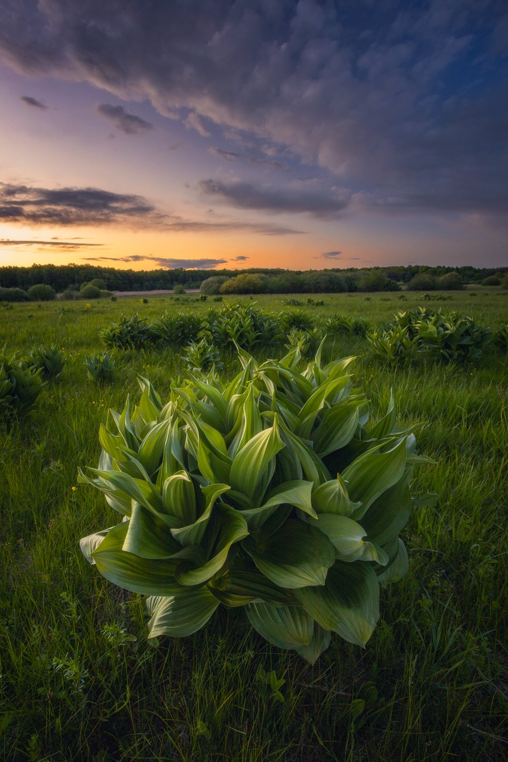 Чемерица Лобеля