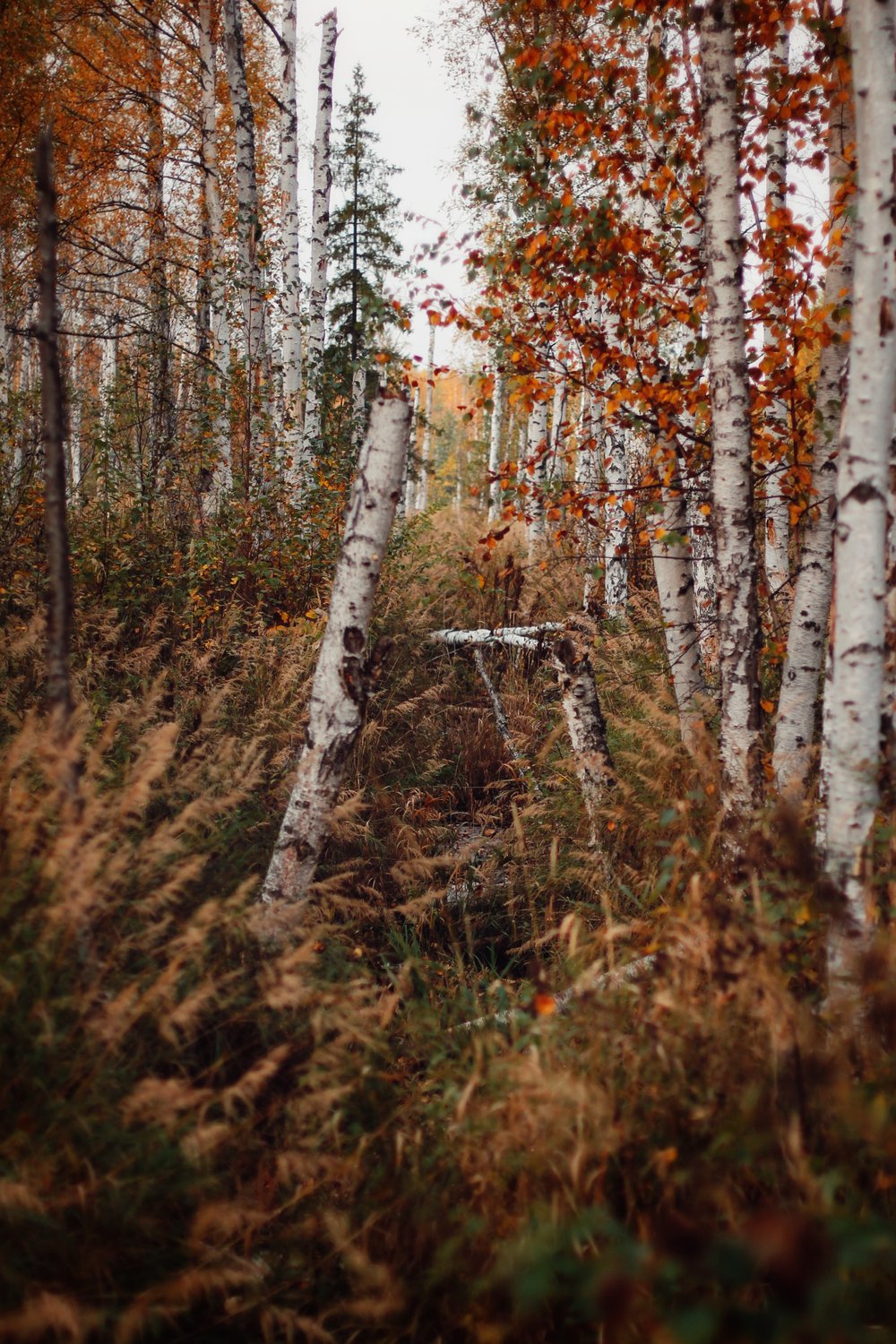 Лесное болото