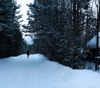 Зимний лес крайнего севера