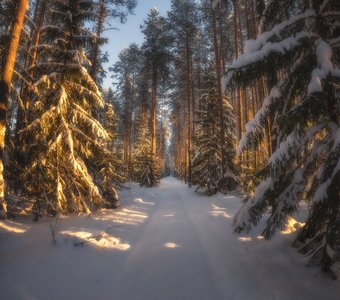 Зимний лес в свете заходящего солнца