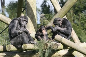 Приматы заботятся о сородичах-инвалидах