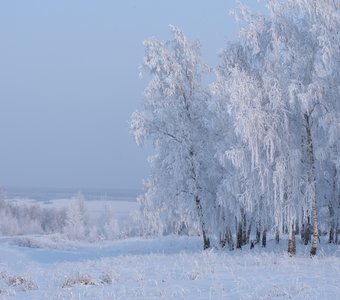 Бахрома берёз сибирских, Иркутская область