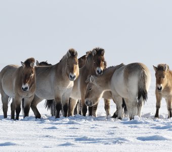 Лошади Пржевальского в зимней степи