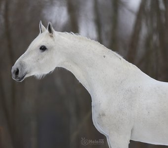 Портрет лошади по имени Верфь, орловская рысистая порода.